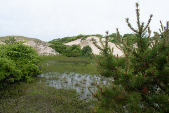 Salt water sand dune bog; National Seashore in Provincetown, Cape Cod, Massachusetts
