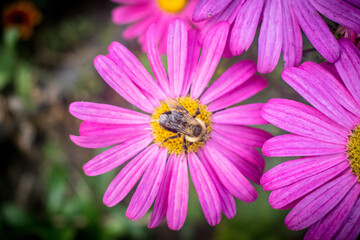 Honey bee close up on purple flower