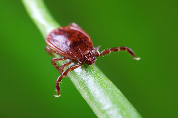 Ticks live on wild plants in the North China Plain