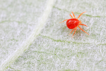 The red mite is found on wild plants in North China