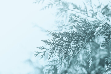 Evergreen branches with hoarfrost. Close-up. Winter scene