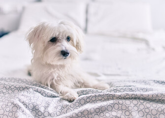 Adorable white dog at bed.