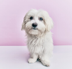 Adorable dog over isolated pink background.