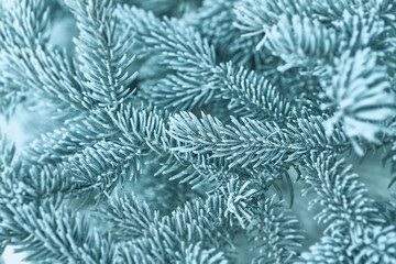 Spruce branches with hoarfrost. Close-up. Christmas background