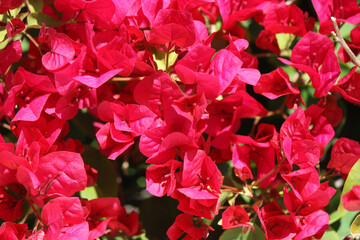 ブーゲンビリア