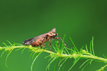 Wax cicada nymphs live on wild plants in North China
