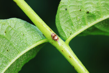 Wax cicada nymphs live on wild plants in North China