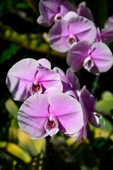 Pink phalaenopsis or Moth dendrobium Orchid flower