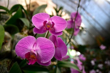 Naklejka na ściany i meble Pink phalaenopsis or Moth dendrobium Orchid flower