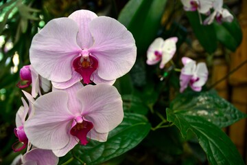 Pink phalaenopsis or Moth dendrobium Orchid flower
