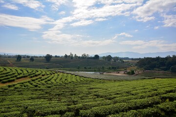 Fototapeta na wymiar Amazing landscape view of tea plantation in sunset/sunrise time.