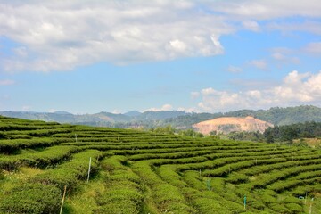 Amazing landscape view of tea plantation in sunset/sunrise time