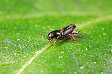 pygmy sand cricket live on wild plants in North China