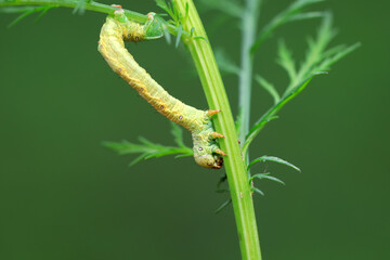 Lepidoptera larvae inhabit wild plants, North China