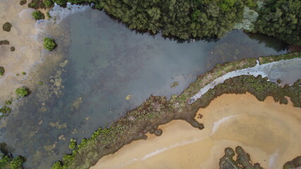Sandy Mangrove