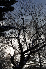 Fototapeta na wymiar 冬の朝、すっかり葉の落ちた栗の木を見上げる。