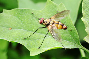 Flies on plants in the nature, North China Plain