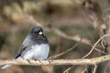 Close Up of a Dark-Eyed Junco Perched on a Tree Branch