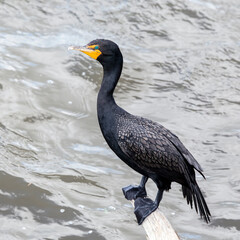 Double-Crested Cormorant Perched on a Tree Branch over Water