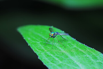 A tabanid perches on a green leaf in North China