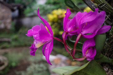 sweet purple orchid flower at garden