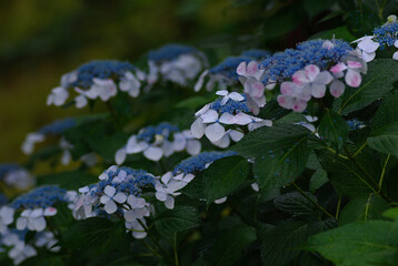blue and white hydrangea