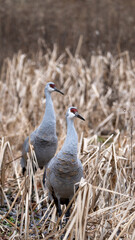Pair of Sandhill Cranes