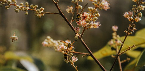 bee and flower in the morning