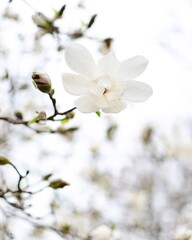 blossom in spring