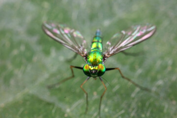 A tabanid perches on a green leaf in North China
