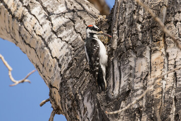 Hairy Woodpecker II