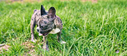 Beautiful puppy spotted french bulldog happy at the park outdoors
