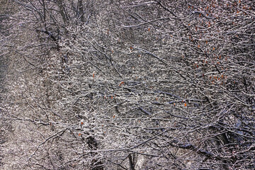 雪の積もった枝