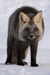 Fototapeta premium Fox giving the photographer a death stare look