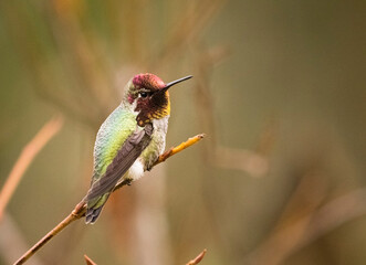 Small male anna hummingbird taking a break from his daily routines