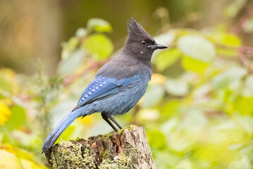 Stellar Jay in the garden waiting for a meal