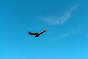 Andean condor (Vultur gryphus) flying, Colca Canyon, Peru.