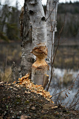 Beaver cut tree stock photo. Beaver Cut birch tree stock photo. Beaver Teeth Marks. Beaver work. Beaver activity stock photo. Tree felled by beaver. Birch Tree cut down by beavers. Tree cut Image. 