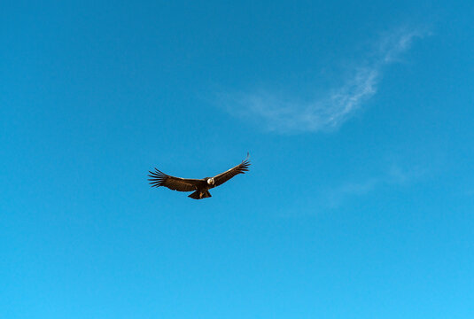 Andean condor (Vultur gryphus) flying, Colca Canyon, Peru.