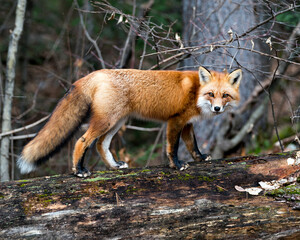 Red Fox photo stock. Red fox close-up profile view standing on a big moss log with a forest background in its environment and habitat displaying fox tail. Fox image. Fox picture. Fox portrait.