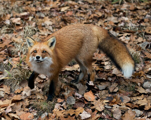 Red Fox photo stock. Red fox close-up profile view looking towards the sky with moss and autumn brown leaves in its environment and habitat displaying fox tail, fox fur. Fox image.  Picture. Portrait.