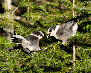 Gray Jay bird photo stock. Grey Jay couple close-up profile view perched on a fir tree branch in their environment and habitat, sharing food. Love birds. Image. Picture. Portrait.