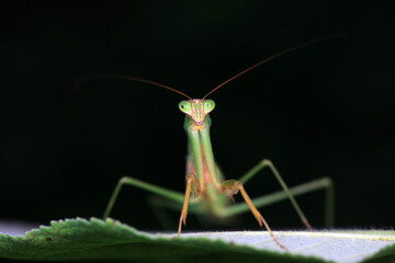 Mantis lives on weeds in the North China Plain