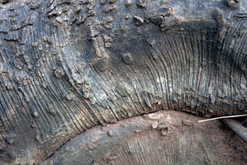 Close up of tree root at dusk with interesting nautral wrinkles