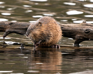 Muskrat stock photos. Muskrat in the water displaying its brown fur by a log with a blur water background in its environment and habitat. Image. Picture. Portrait.