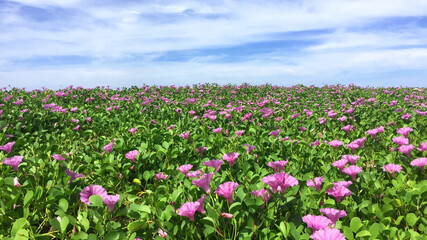 Field of Beach morning glory flowers or Bayhops flowers (Bay-hops) at Karon beach, Phuket Thailand. Selective focus.