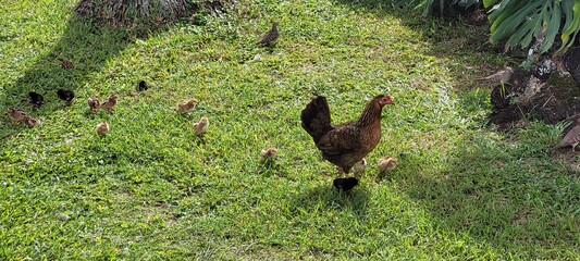 Chicken, Baby Chickens, chickies