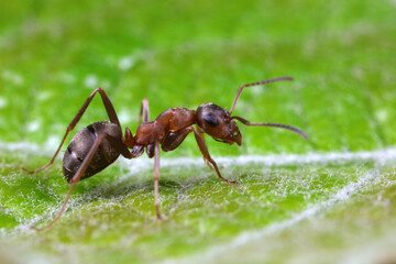 Ants on wild plants, North China