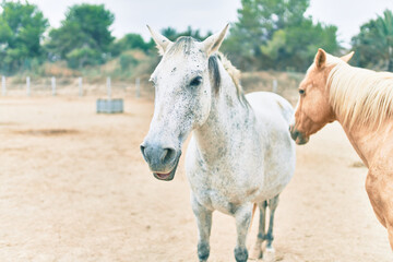 Obraz premium Adorable horses at the farm