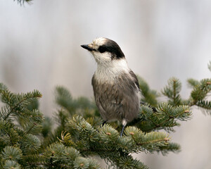 Gray Jay stock photos. Close-up profile view perched on a fir tree branch in its environment and habitat, displaying grey feather plumage and bird tail. Christmas picture ornament. Christmas card.